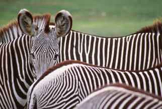 Kenya Highlights Safari Afbeelding